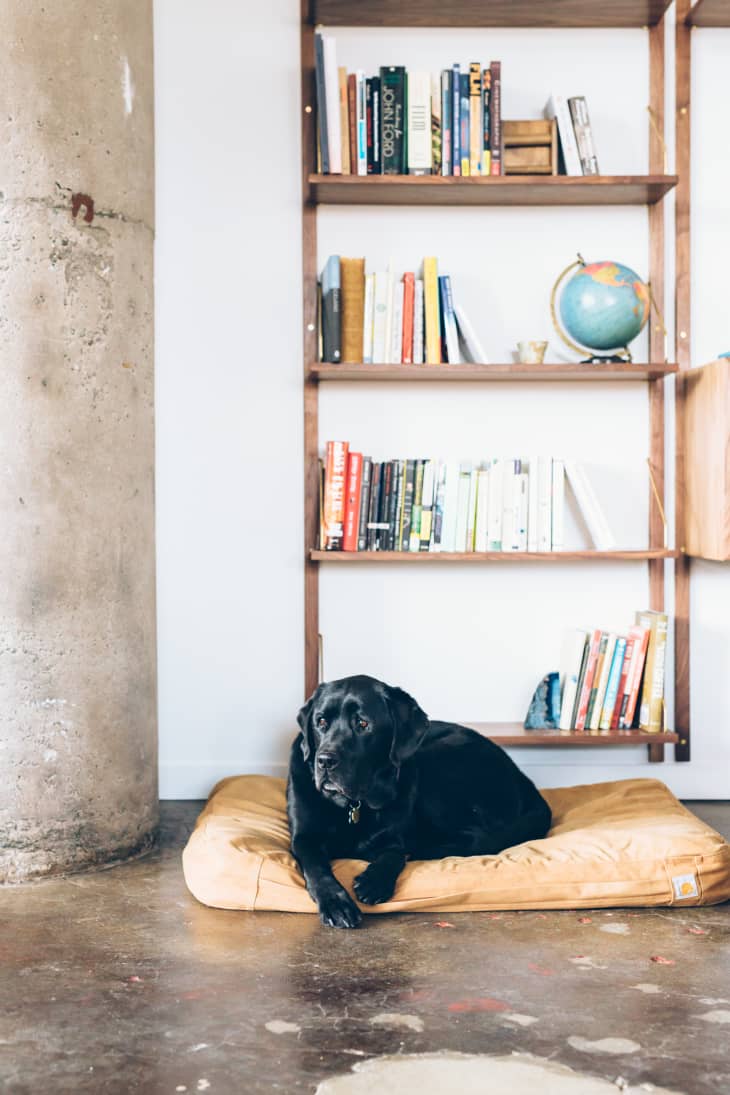 Pet Friendly Hotels - Best for Large Dogs | Apartment Therapy